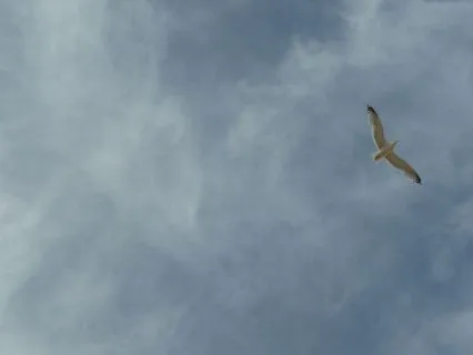 Unblock Negativity and  Rise Daily Reiki Infused Sound Bath