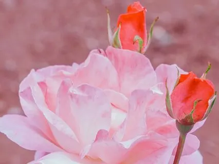 Unblock The Flow Of Abundance, Sleep Manifestation