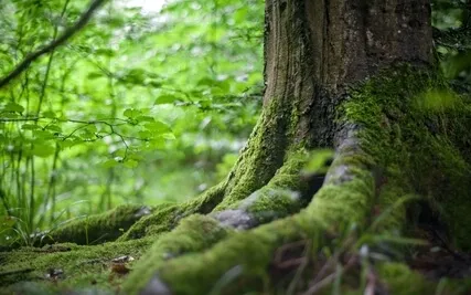 Unblocking Your Heart Chakra With 741Hz