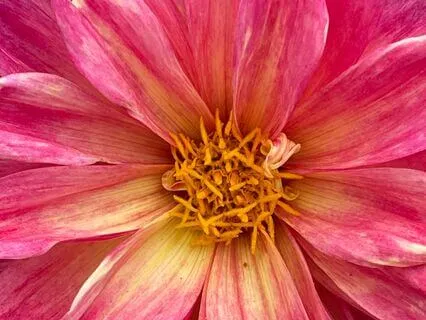 Unburdening The Heart: A Meditation On Forgiveness