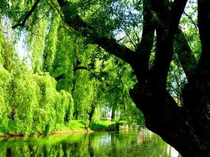 Unclenching The Jaw With The Willow Tree