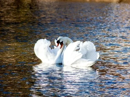 Unconditional Love Expressed In Relationships (Talk & Q&A)