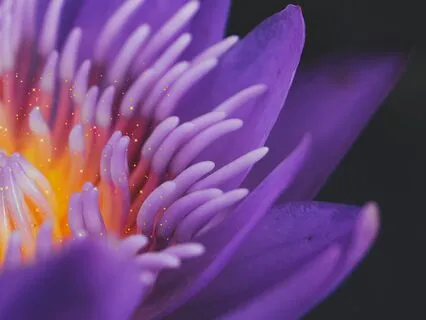 Unconditional Love Unconditional Love