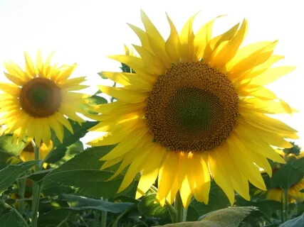 Unconditional Love Healing Through Music From Source