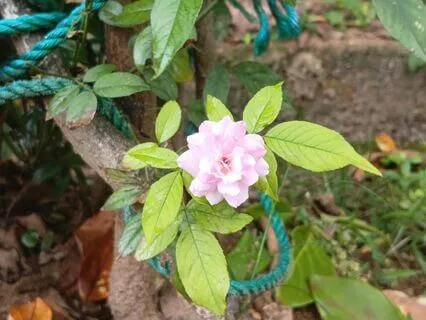 Unconscious Self-Abandonment