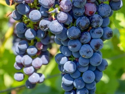 Unconsciousness Revealed - Eating Meditation