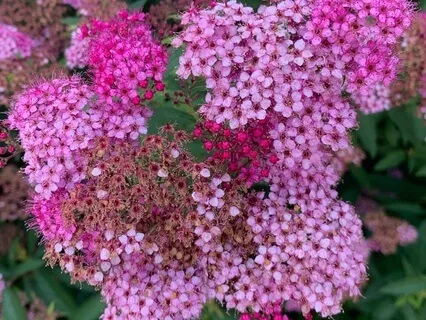 Uncording Meditation