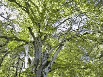 Under a Shady Tree - Relaxing Visualisation for Children