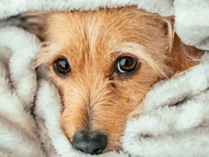 Under A Very Warm Blanket