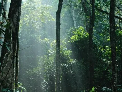 Under The Green Canopy