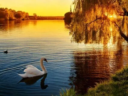 Under The Lake Willow