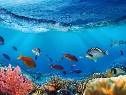 Under The Sea Bedtime Story For Kids (Story + Sleep Music)