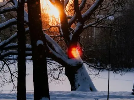 Under The Snowy Blanket Stress Relief In Winter’s Peace