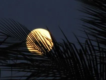 Under The Summer Moon