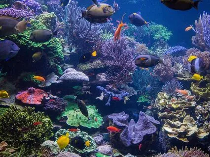 Under Water Journey To Sleep