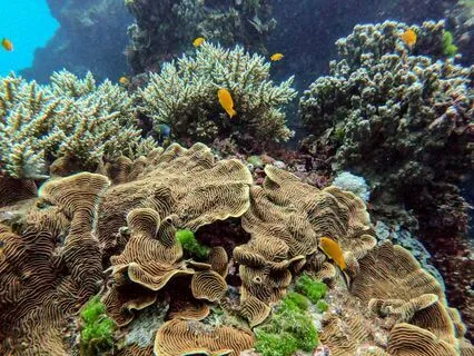 Undersea Magic In A Mystical Submarine