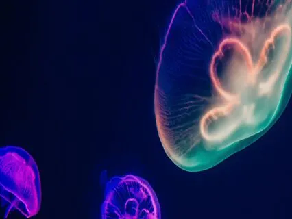 Undersea Sleep Story