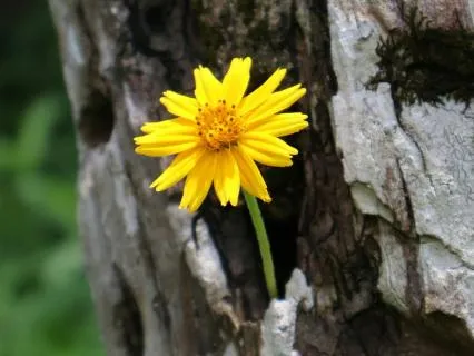 Understand  Yourself