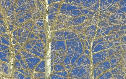 Understanding De Mello Part 2: Awareness, Awareness