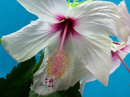 Understanding Emotional Intelligence: 5 Essential Categories