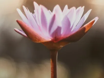 Understanding Flesh As Ego