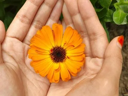 Understanding The Ego (Without Fighting It) - Mini-Lesson