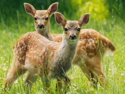 Understanding The Fawn Response: Insight Timer Live Session