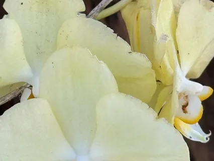 Understanding The Higher Reals Of Energy