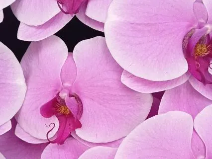 Understanding Your Emotions Through Coping Mechanisms