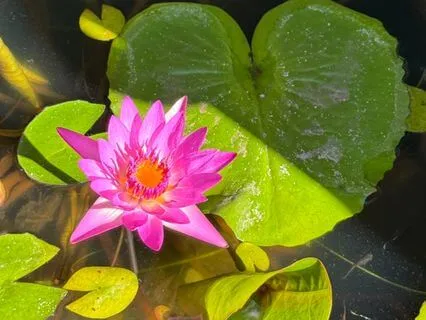 Understanding Your True Intent