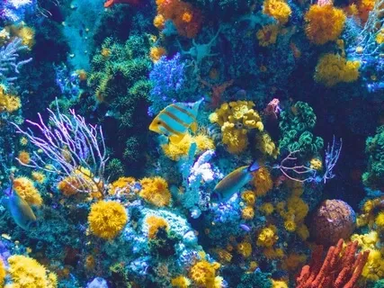 Underwater Adventure