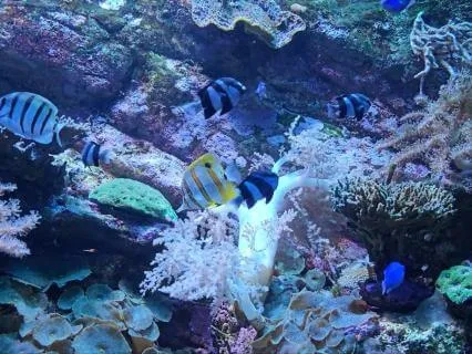 Underwater Bubbles Soothing Sounds for Sleep and Meditation