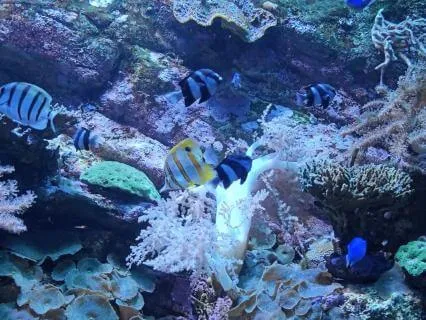 Underwater Bubbles Soothing Sounds For Sleep And Meditation
