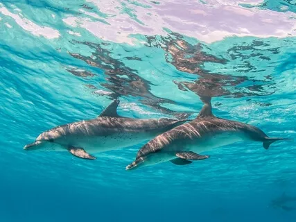 Underwater Meditation