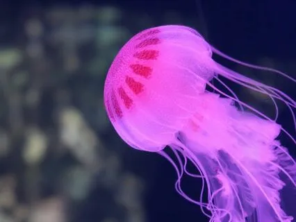 Underwater Sound Bath For Connection And Depth