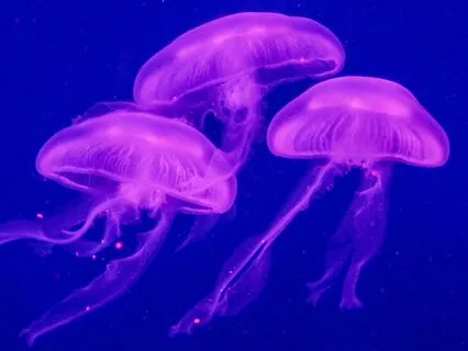 Underwater World - 432 Hz Solfeggio Frequency, Brainwaves