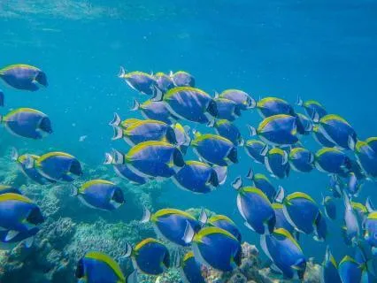 Underwater World, Binaural 8D, Bilateral Stimulation EMDR