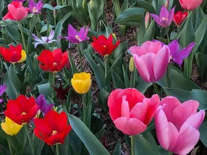 Undoing Knots with the Angels