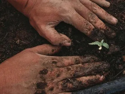Unearthing You: A Garden Visualization