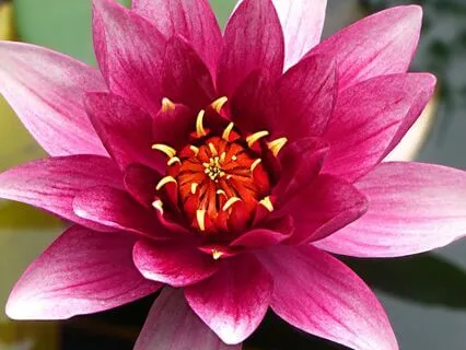 Unfolding Lotus Yoga Nidra