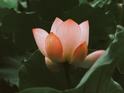 Unfolding - The Massage & Reiki Sound Journey Collection