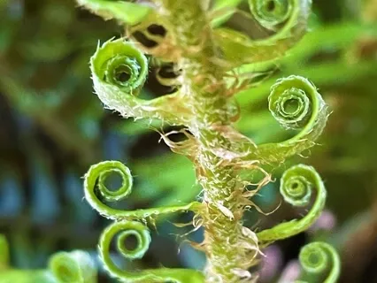 Unfurl: A Seasonal Yoga Nidra For Early Spring