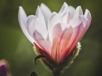 Unfurl The Petals Of Your Heart