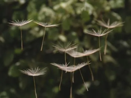 Unfurl Like A Seed, Breath By Breath