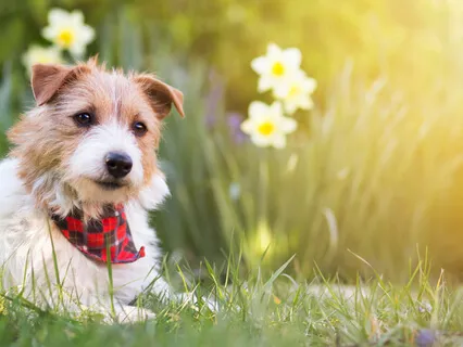 Unhappiness Pet Meditation For Forgiveness