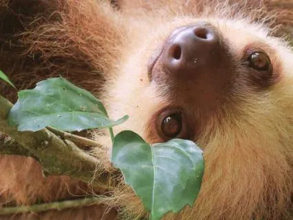 Unhurried: A Sloth's Guide To Doing Less