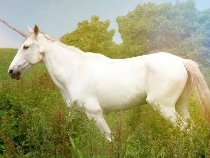 Unicorn Light Healing Cleansing
