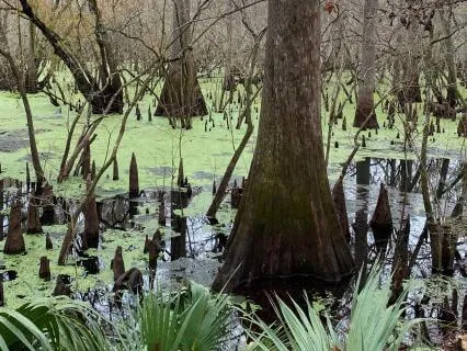 Union At The Root: A Pelvic Floor Breath Practice