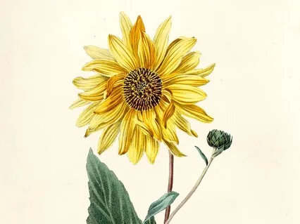 Celebrating Your Individuality - The Yellow Star