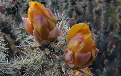 Unity Sound Bath Meditation